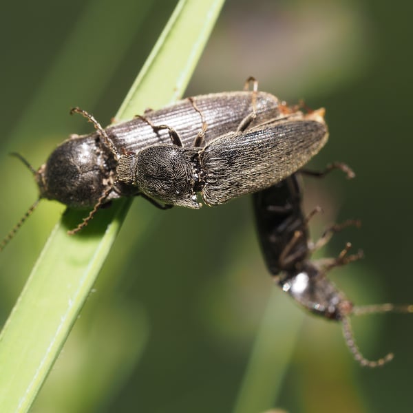 Melanotus brunnipes