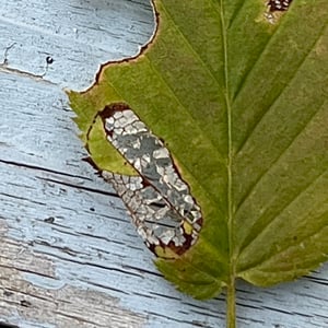 Insects Id: Wrinkled Hophornbeam Blotch Miner Moth (Phyllonorycter ...