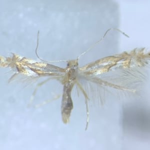 Insects Id: Wrinkled Hophornbeam Blotch Miner Moth (Phyllonorycter ...