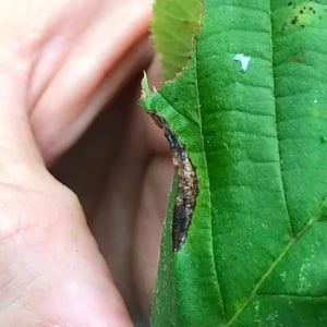 Insects Id: Wrinkled Hophornbeam Blotch Miner Moth (Phyllonorycter ...