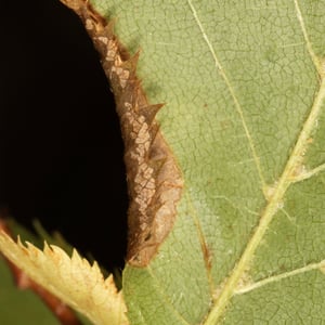 Insects Id: Wrinkled Hophornbeam Blotch Miner Moth (Phyllonorycter ...