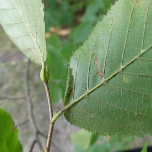 Insects Id: Wrinkled Hophornbeam Blotch Miner Moth (Phyllonorycter ...