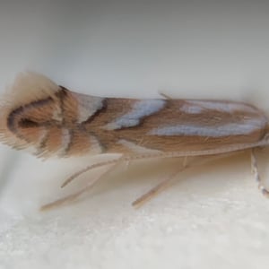 Insects Id: Wrinkled Hophornbeam Blotch Miner Moth (Phyllonorycter ...
