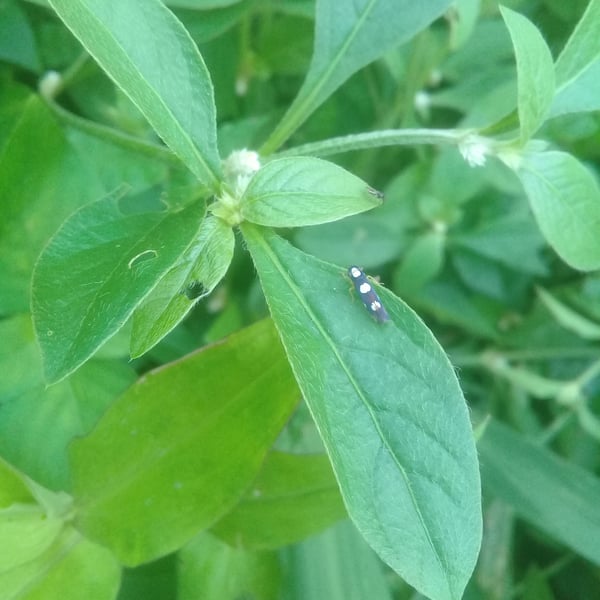 Erythrogonia sexguttata
