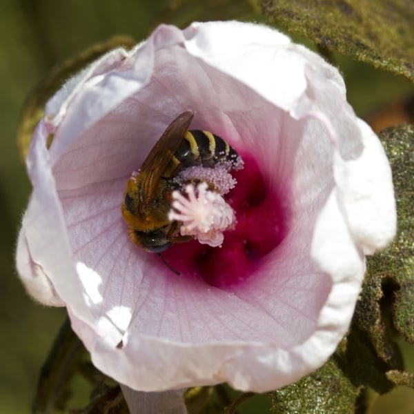 Melipona quinquefasciata