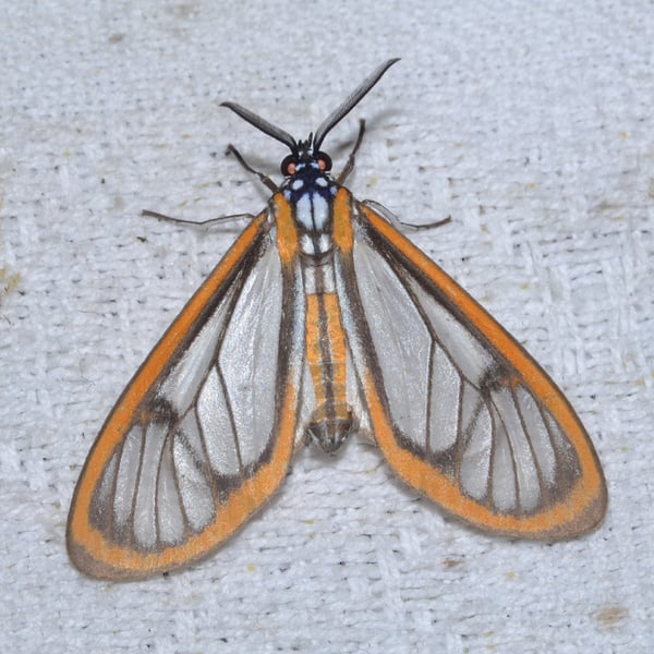 Hyalurga sixola