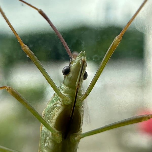 Leptocorisa oratoria