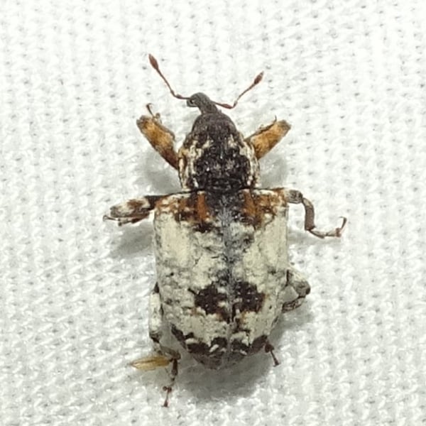 Conotrachelus leucophaeatus