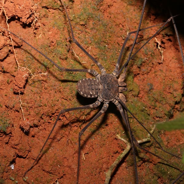 Euphrynichus amanica