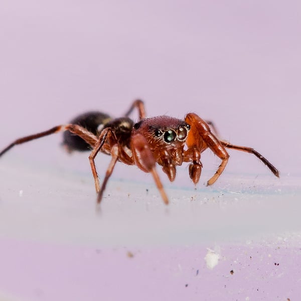 Synageles charitonovi