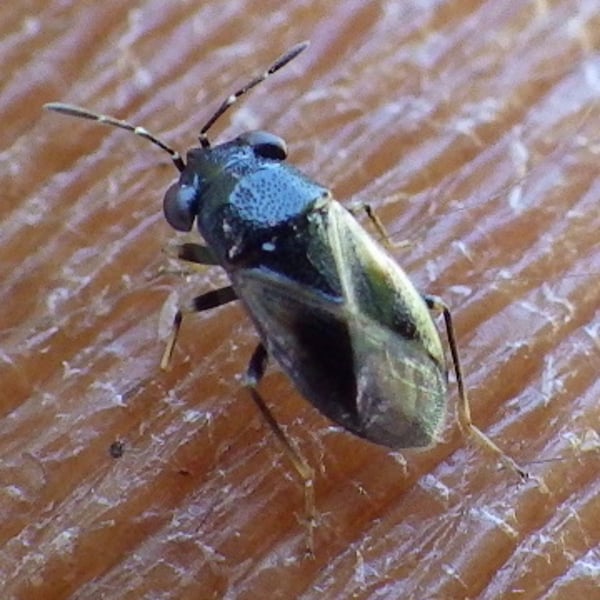 Geocoris atricolor