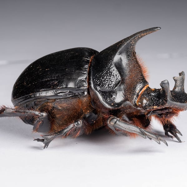 Heliocopris dominus