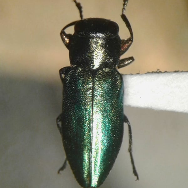Chrysobothris analis