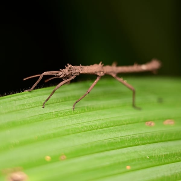 Pylaemenes mitratus