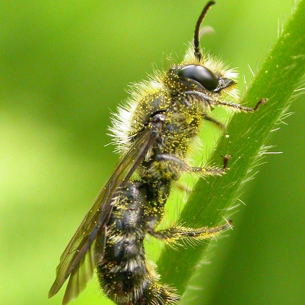 Chelostoma florisomne
