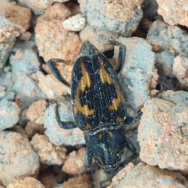 Metamasius ensirostris