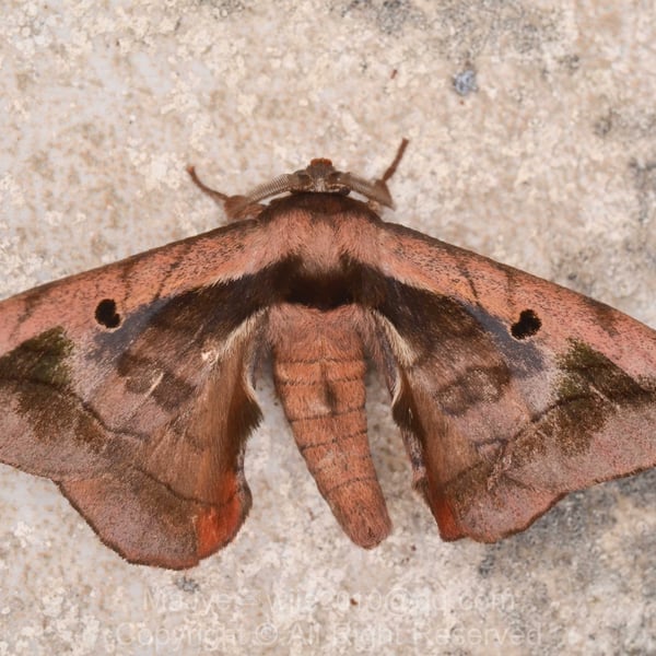 Prismosticta microprisma