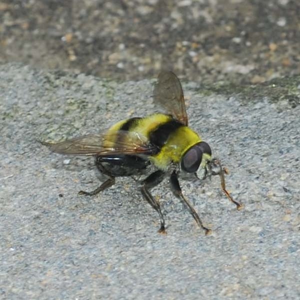 Mallota dimorpha