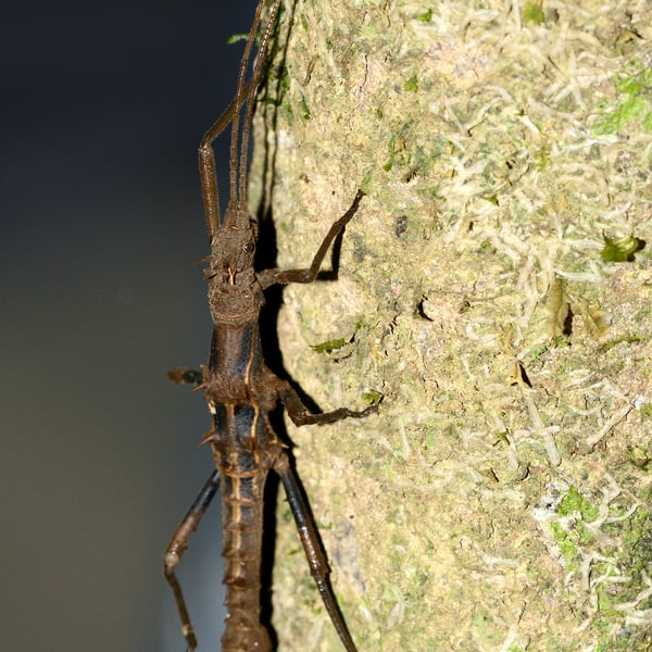 Dares verrucosus