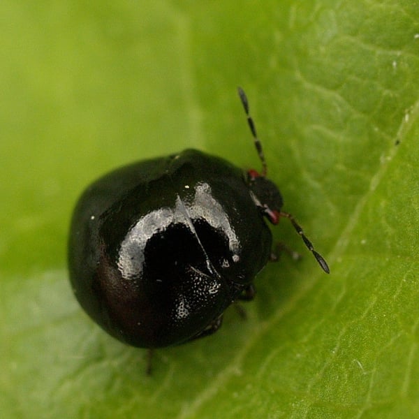 Coptosoma scutellatum