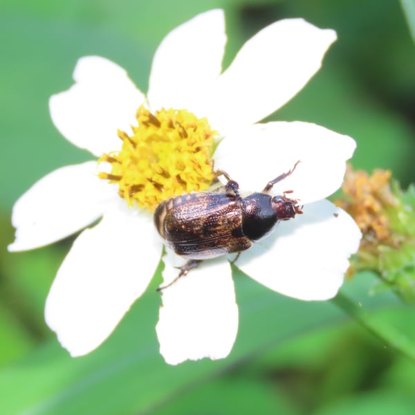 Paranomala irrorata