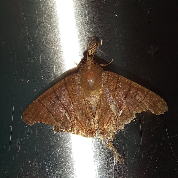 Eulepidotis consequens