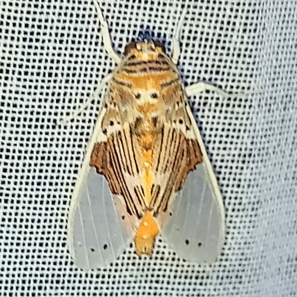 Idalus septentrionalis