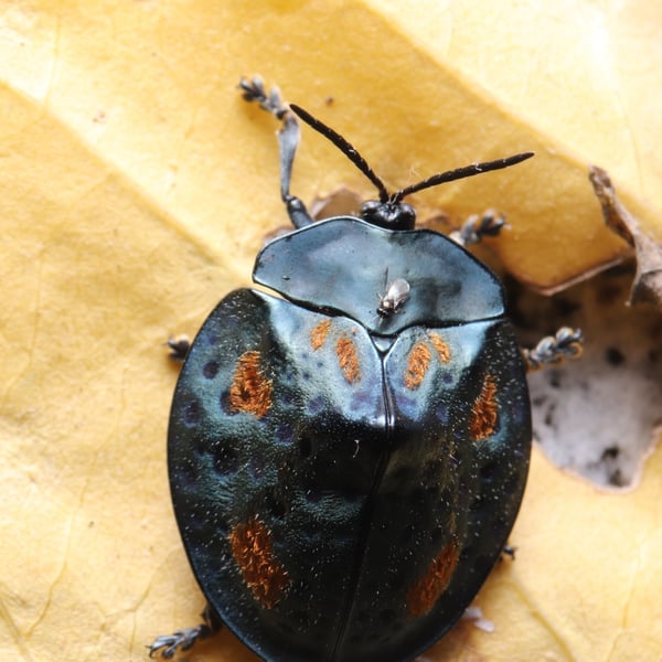 Stolas conspersa
