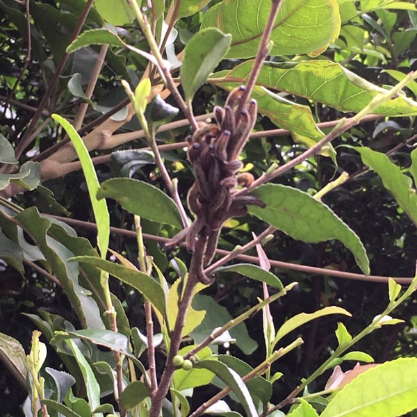 Andraca theae