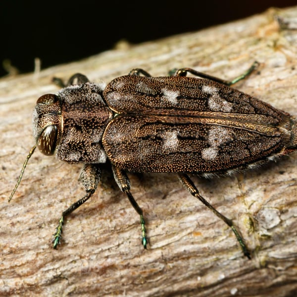 Chrysobothris cribraria