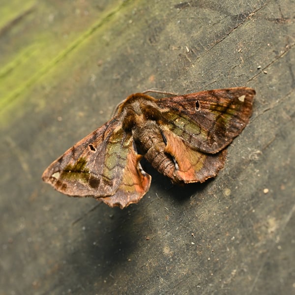 Prismosticta fenestrata