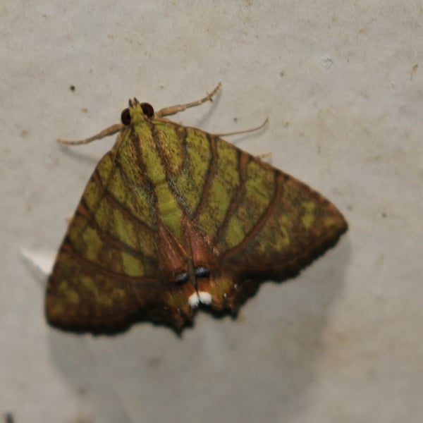 Eulepidotis reticulata