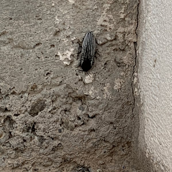 Chalcolepidius validus