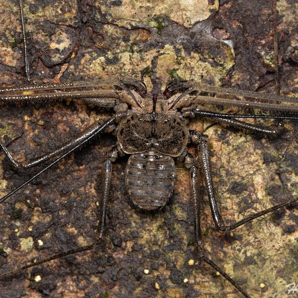 Phrynichus phipsoni