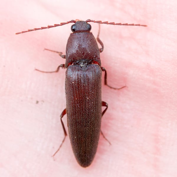 Melanotus castanipes