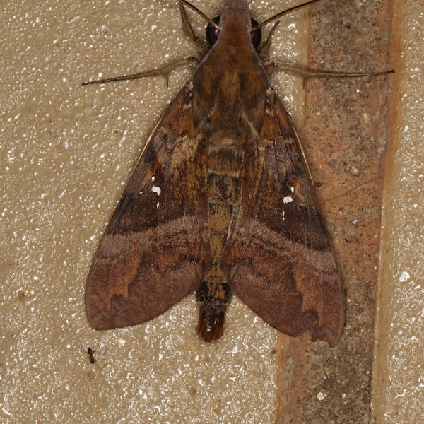 Nephele densoi