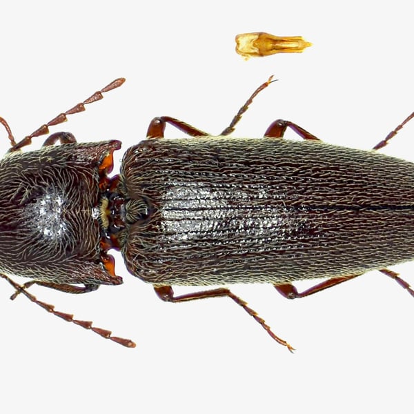Melanotus morosus