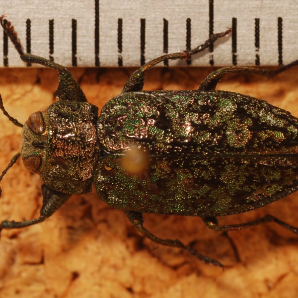 Chrysobothris verdigripennis