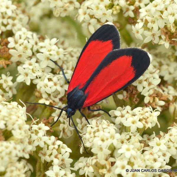 Cyanopepla griseldis