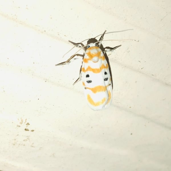 Cyana intercomma