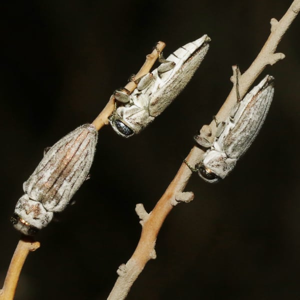 Chrysobothris deserta