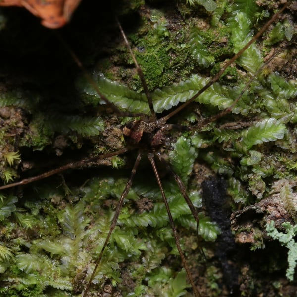 Forsteropsalis inconstans