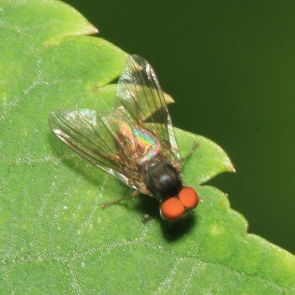 Protoclythia
