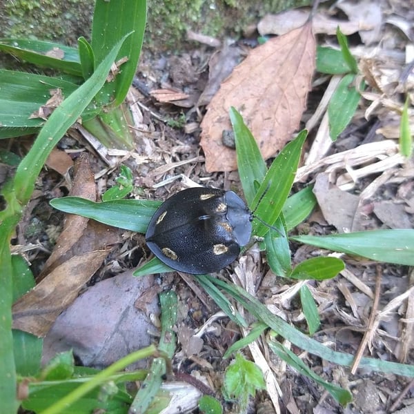 Stolas brevicuspis
