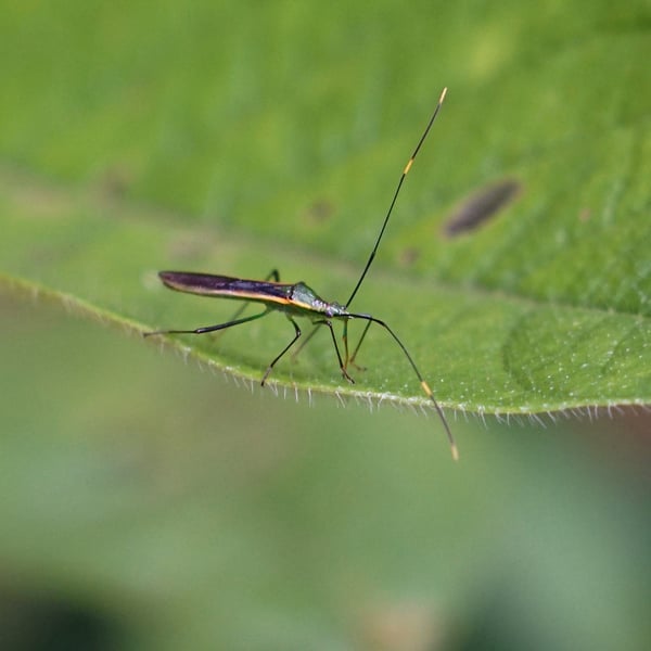Leptocorisa costalis