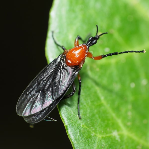 Dilophus spinipes
