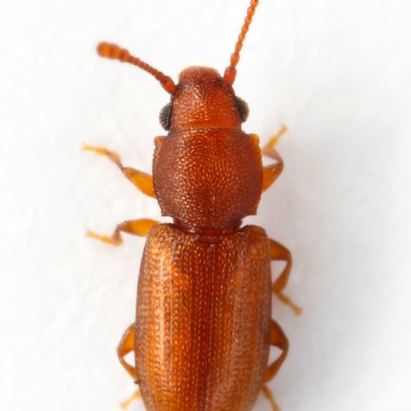 Ahasverus rectus