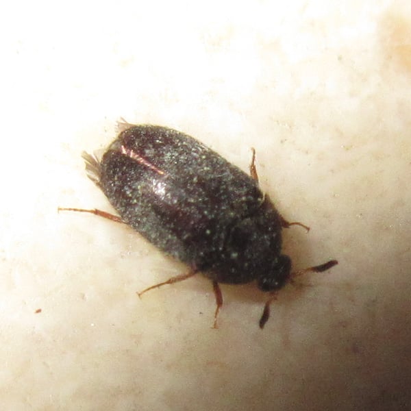 Attagenus unicolor