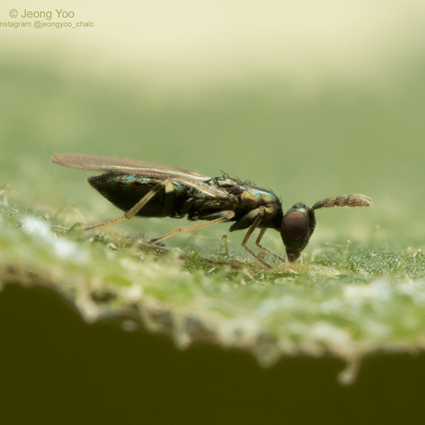 Diglyphus