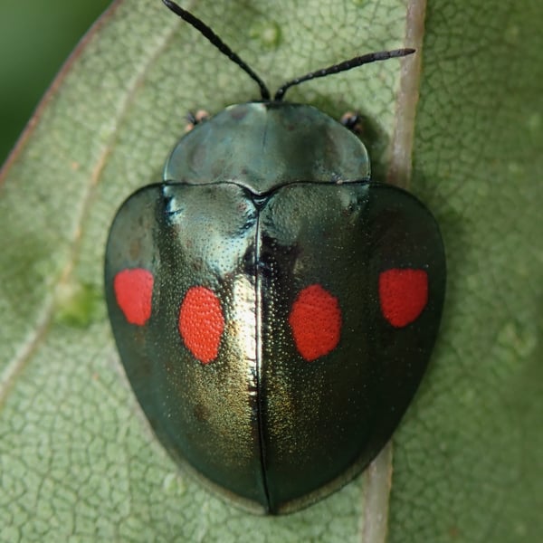 Stolas lebasii
